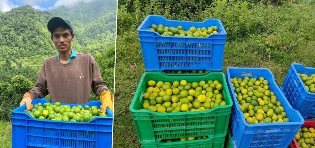 किसानको दुःख: कागतीले त फल्यो, न बजार, न त मूल्य