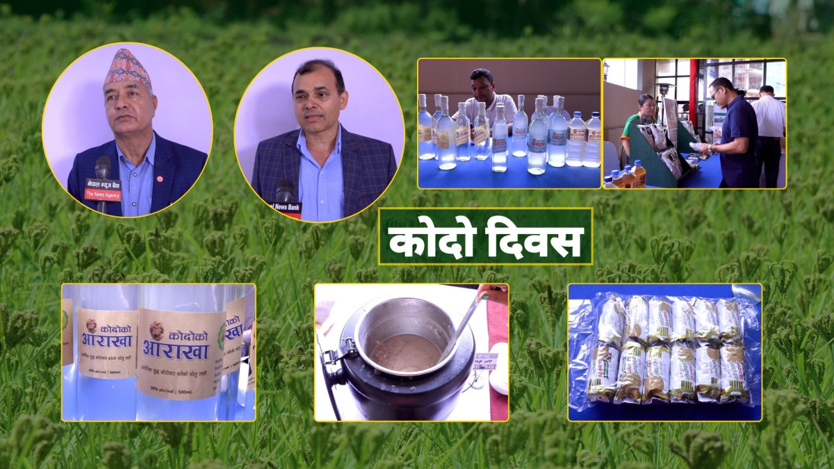 कोदो उत्पादन बढाउन र प्रवद्र्धन गर्न अलग्गै नीति आवश्यक पर्ने