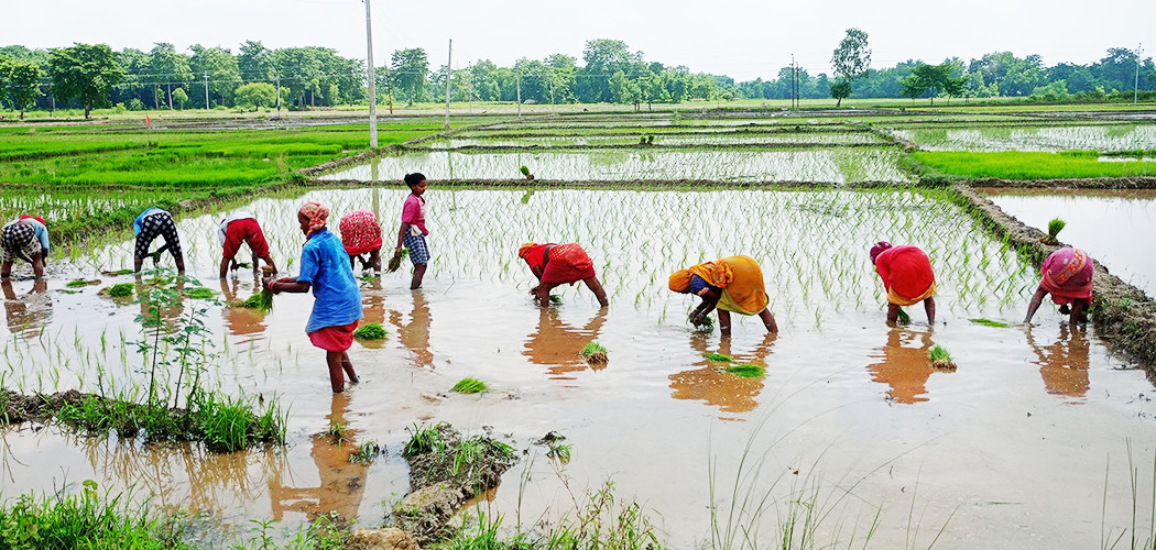Rain Brings Relief to Sunsari Farmers, Paddy Plantation Resumes